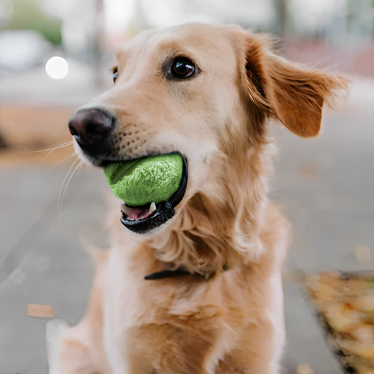 JoyBall Der ultimative Gefährte für Hunde